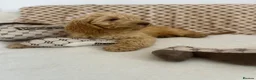 Cockapoo dogs for sale: Reduced ❗️❗️❗️Tiny toy cockapoo - Advert 17