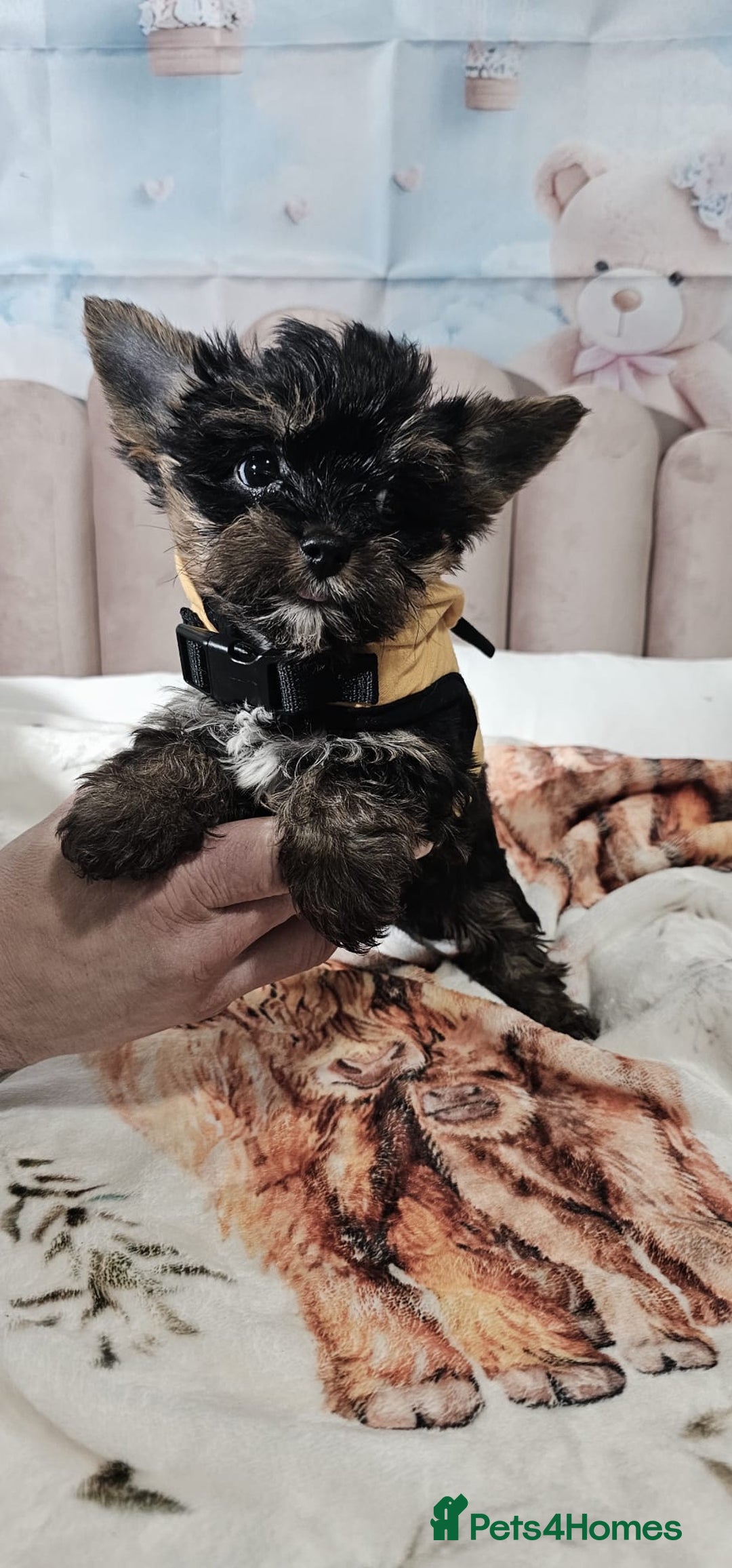 Yorkshire Terrier dogs for sale: Tiny miniature Yorkshire terriers - Advert 23