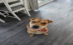 Mixed Breed dogs for sale: Beautiful shar pei cross looking for a new home - Advert 6