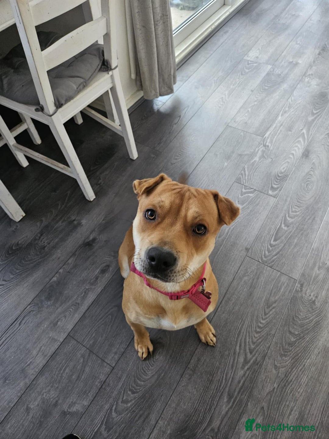 Mixed Breed dogs for sale: Beautiful shar pei cross looking for a new home - Advert 6