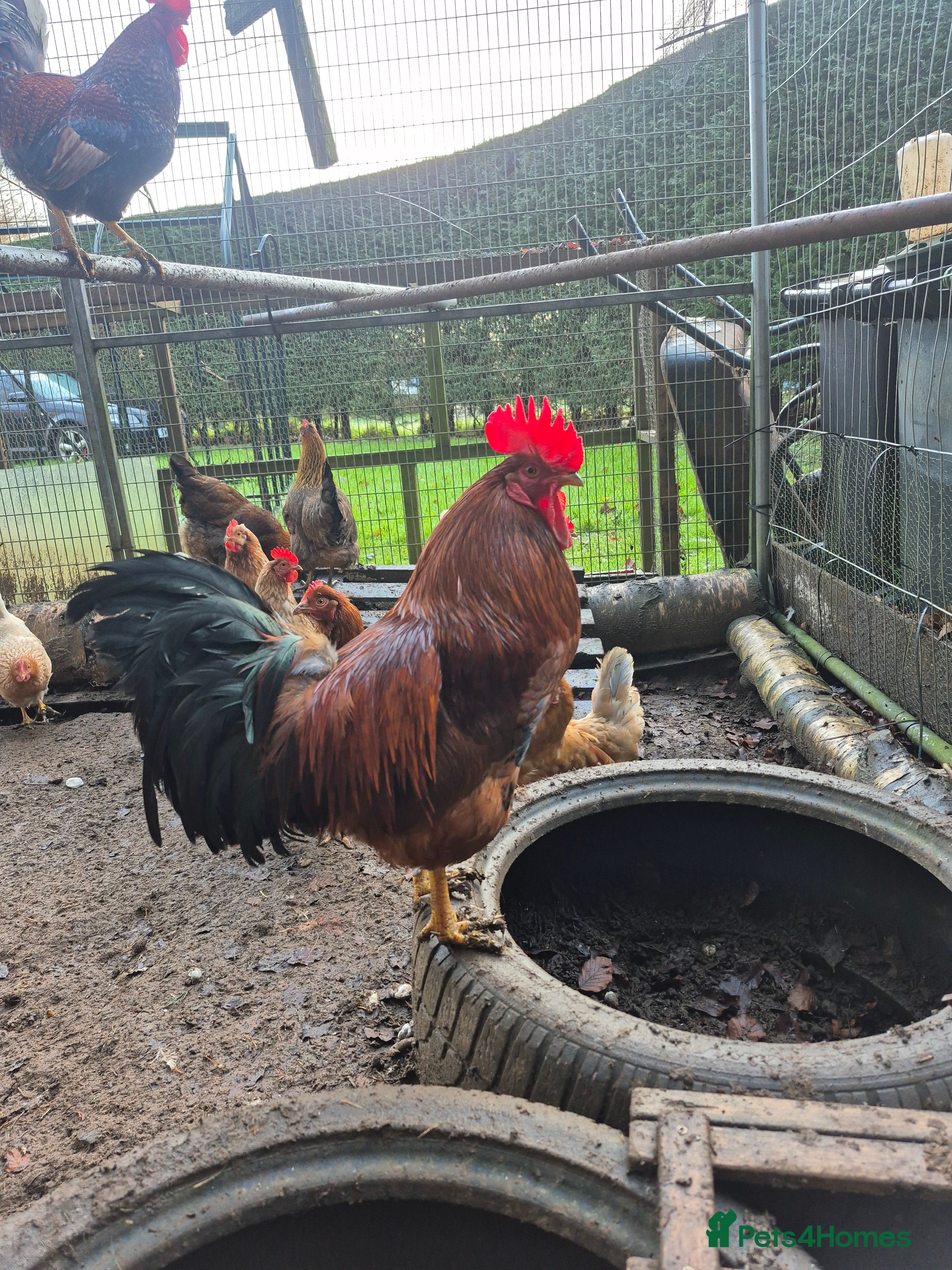 Chickens poultry Cockeral - Advert 1