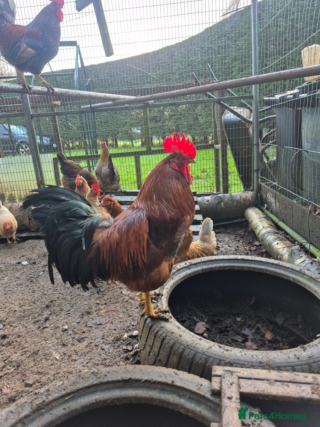 Chickens poultry for sale: Cockeral - Advert 1