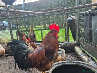 Chickens poultry Cockeral - Advert 1