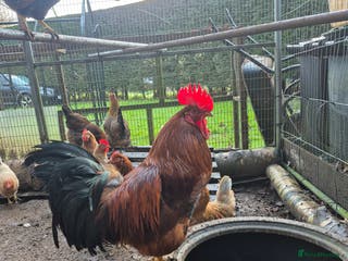 Chickens poultry Cockeral - Advert 21