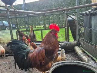 Chickens poultry Cockeral - Advert 18