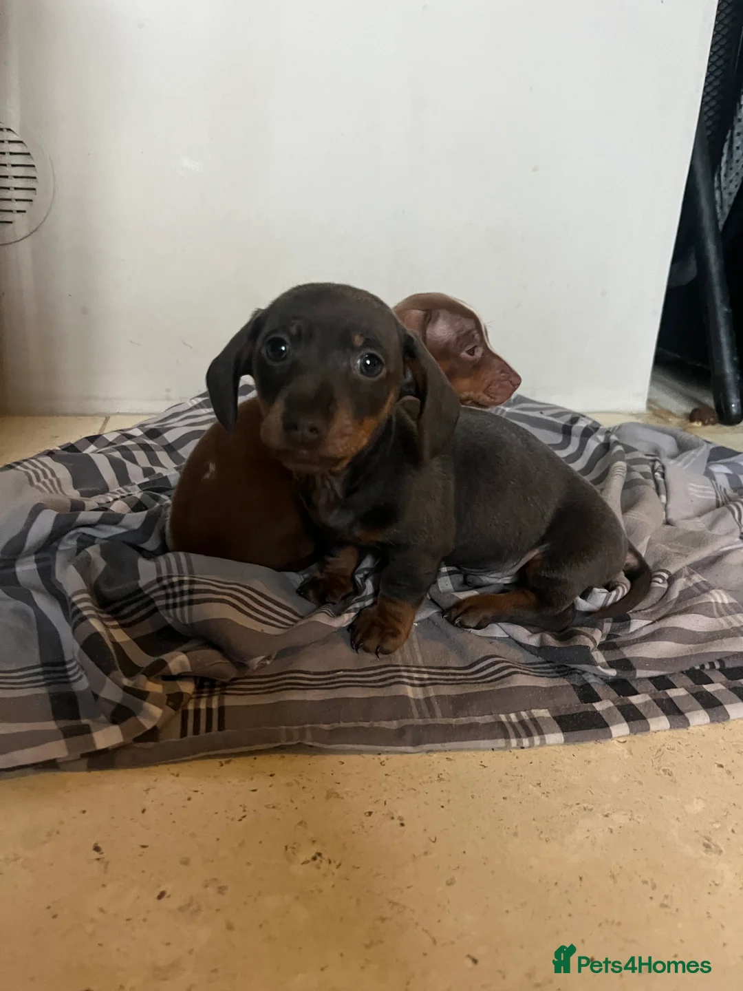 Miniature Dachshund dogs for sale: 💕Ready now Minature Dachshund 💕 - Advert 2