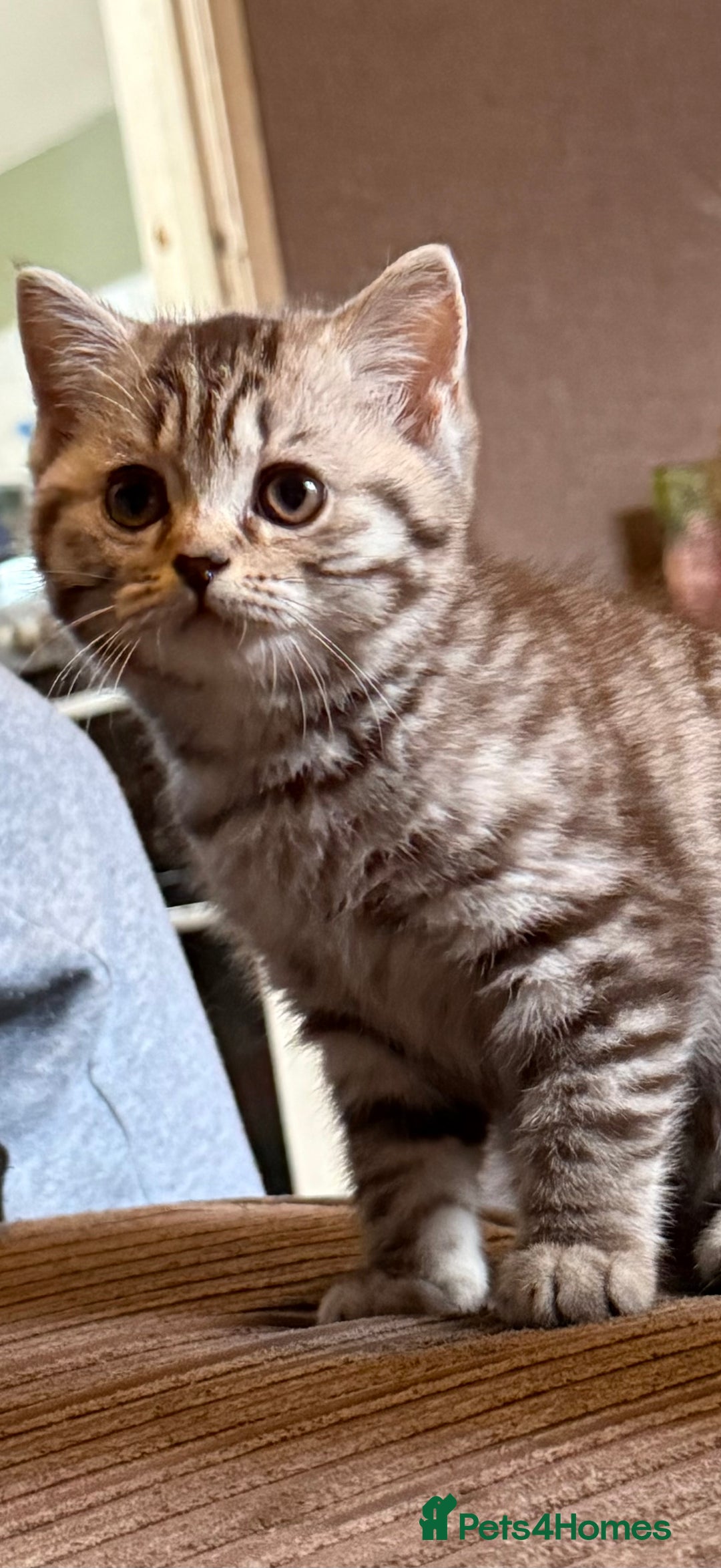 British Shorthair cats for sale: Beautiful British shorthairs  - Image 6