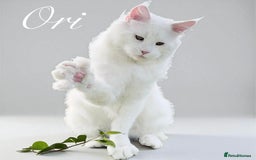 Maine Coon cats for sale: ANDERPRIDE HAVE KITTENS- INTEREST  OPEN  - Image 15