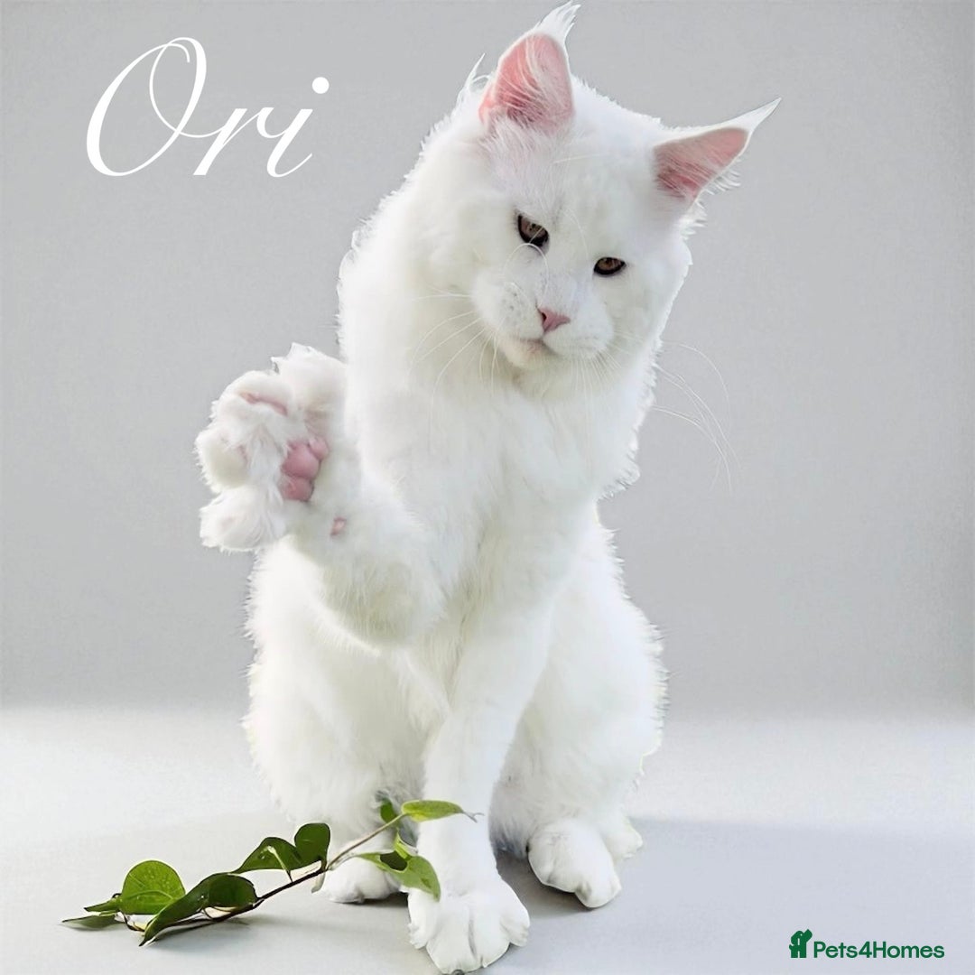Maine Coon cats for sale: ANDERPRIDE HAVE KITTENS- INTEREST  OPEN  - Image 15