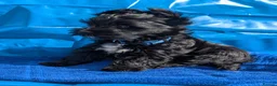 Yorkshire Terrier dogs for sale: Stunning Yorkshire Litter of Unique Colours - Advert 11