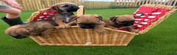 Border Terrier dogs for sale: Pure border terrier pups  - Advert 5