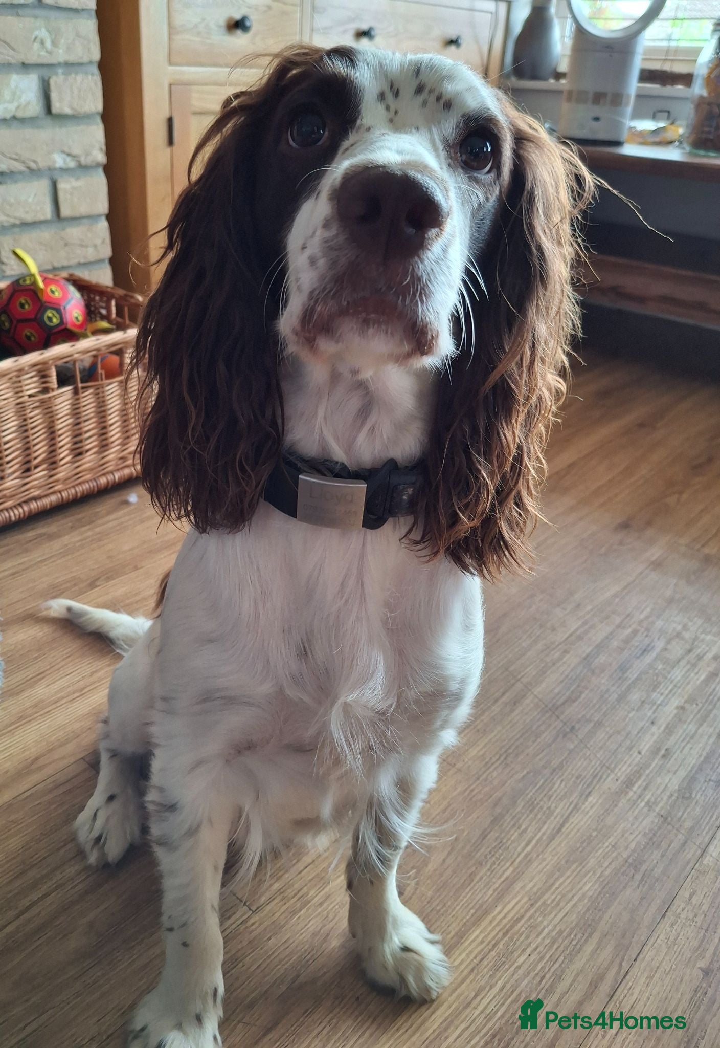 Cocker Spaniel dogs for sale: Adorable Female Tuxedo Cocker Spaniel  - Advert 1