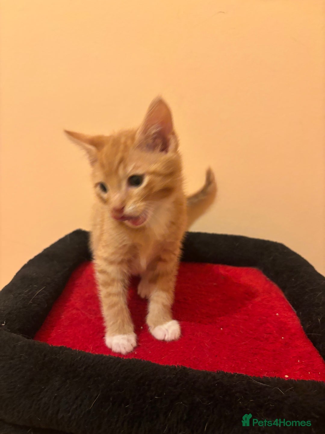 Mixed Breed cats for sale: Gorgeous Kittens Ready For A New Home!  - Advert 7