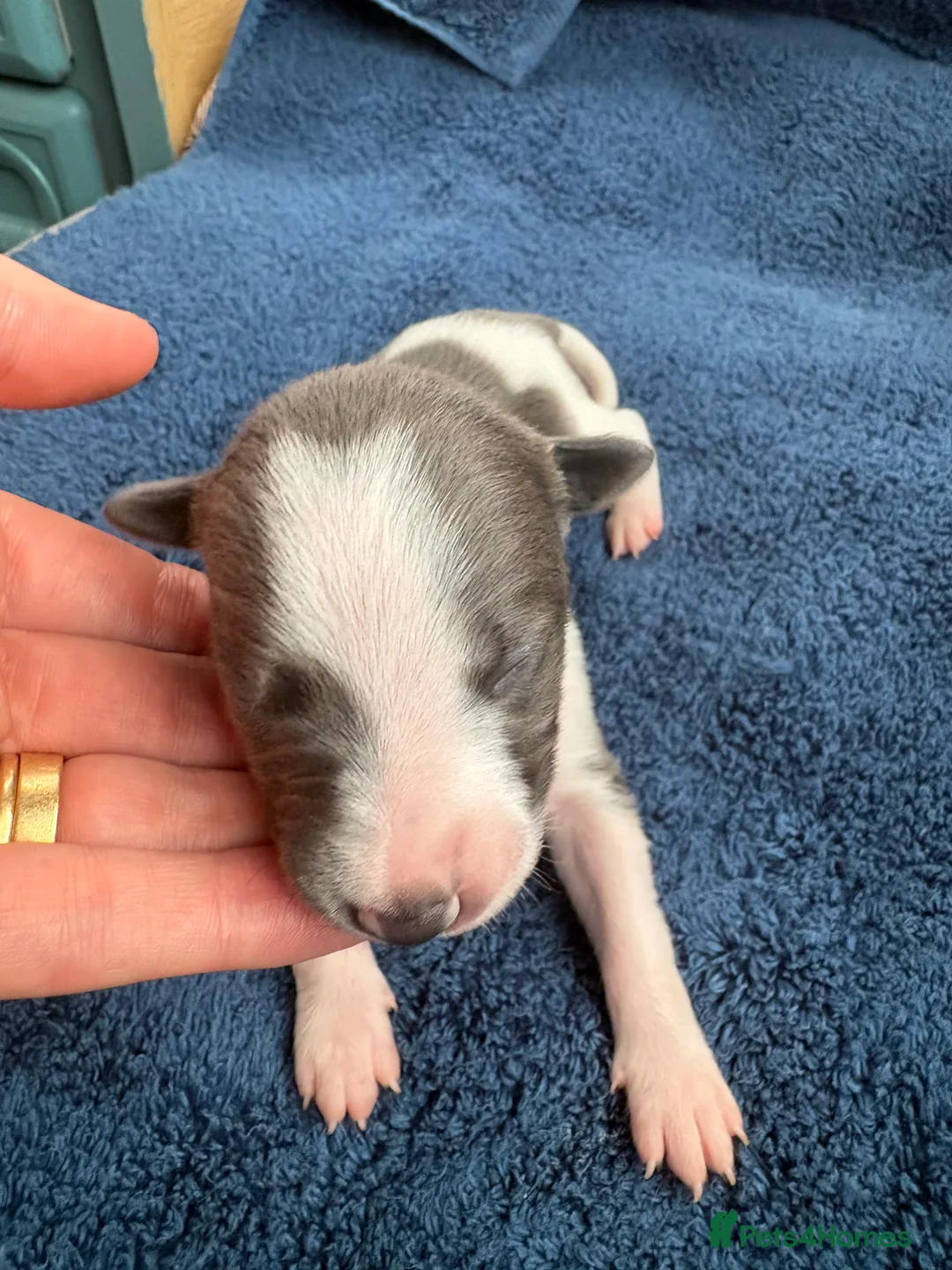Whippet dogs for sale: 💕⭐️KC WHIPPET PUPS⭐️ 💕 - Advert 16