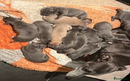 Whippet dogs for sale: KC registered Whippet pups - Image 4