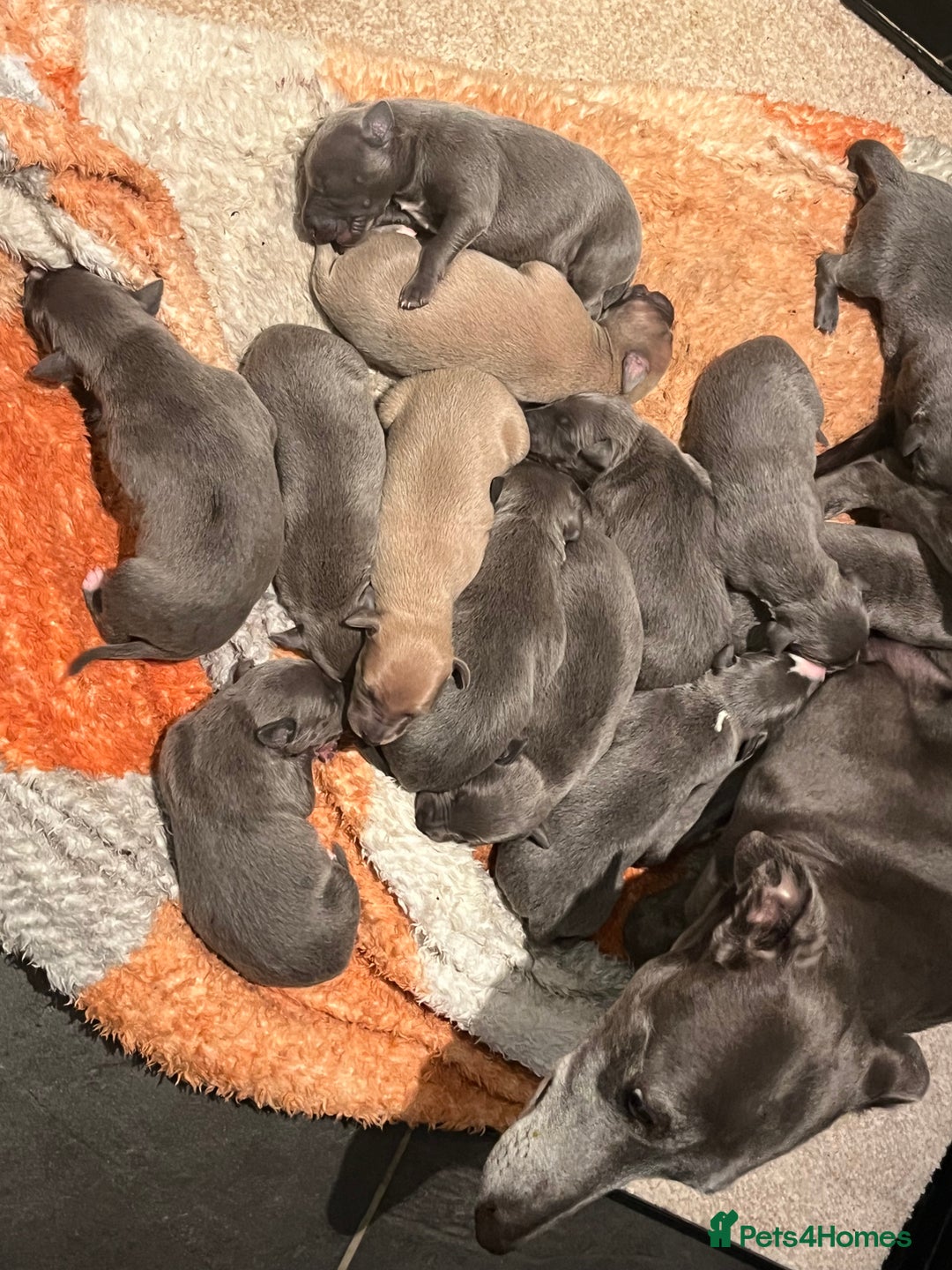 Whippet dogs for sale: KC registered Whippet pups - Image 4