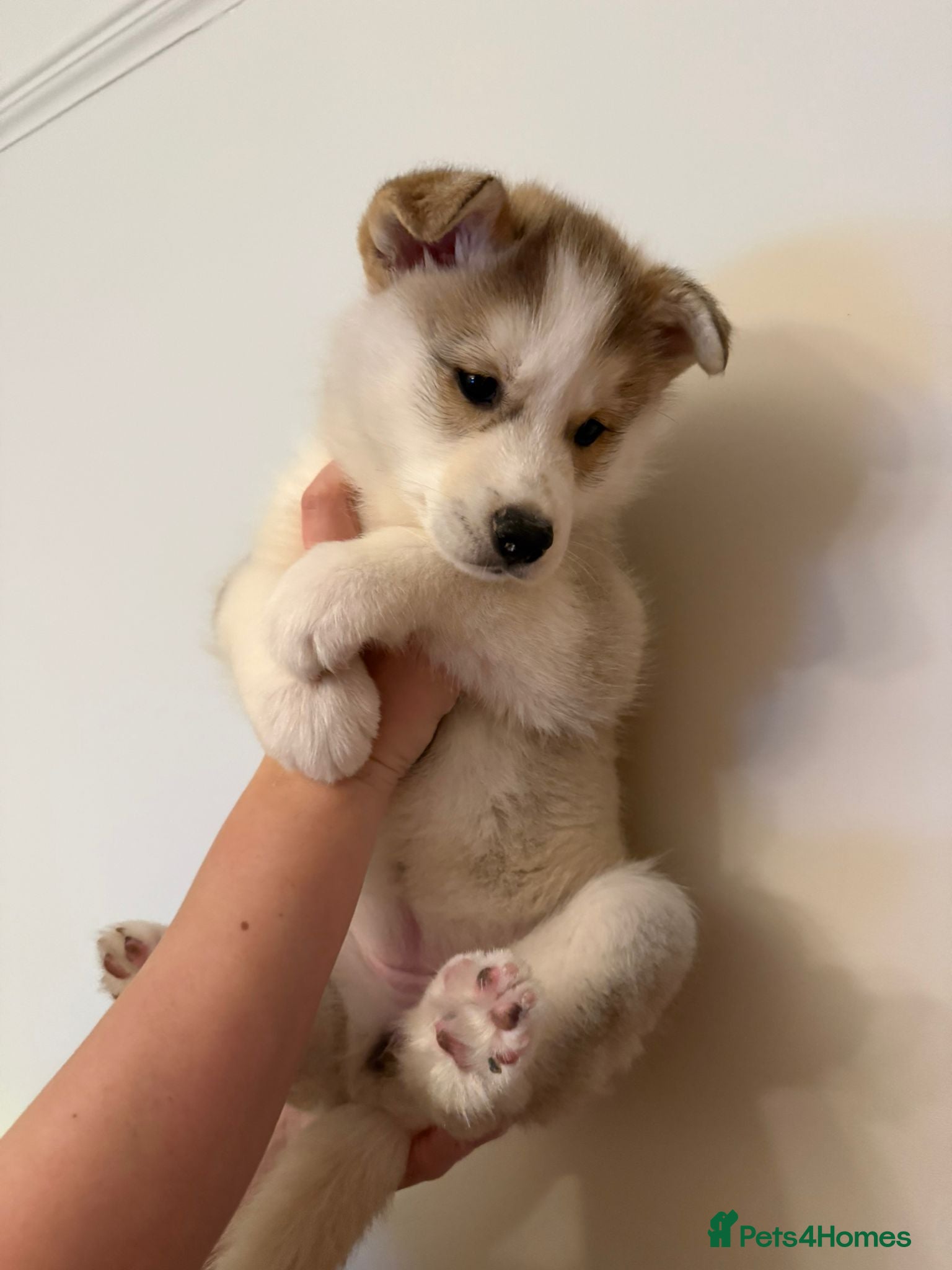Mixed Breed dogs Siberian Husky x Border Collie pup in Whitehaven - Advert 1