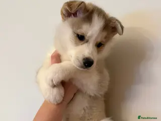 Mixed Breed dogs Siberian Husky x Border Collie pup in Whitehaven - Advert 1