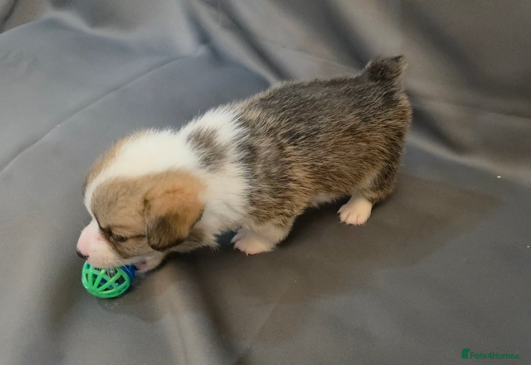 Welsh Corgi Pembroke dogs for sale: 33rd Generation RKC Pembroke Corgi Pups - Advert 13