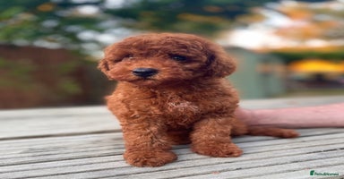 Toy Poodle dogs - Advert 13