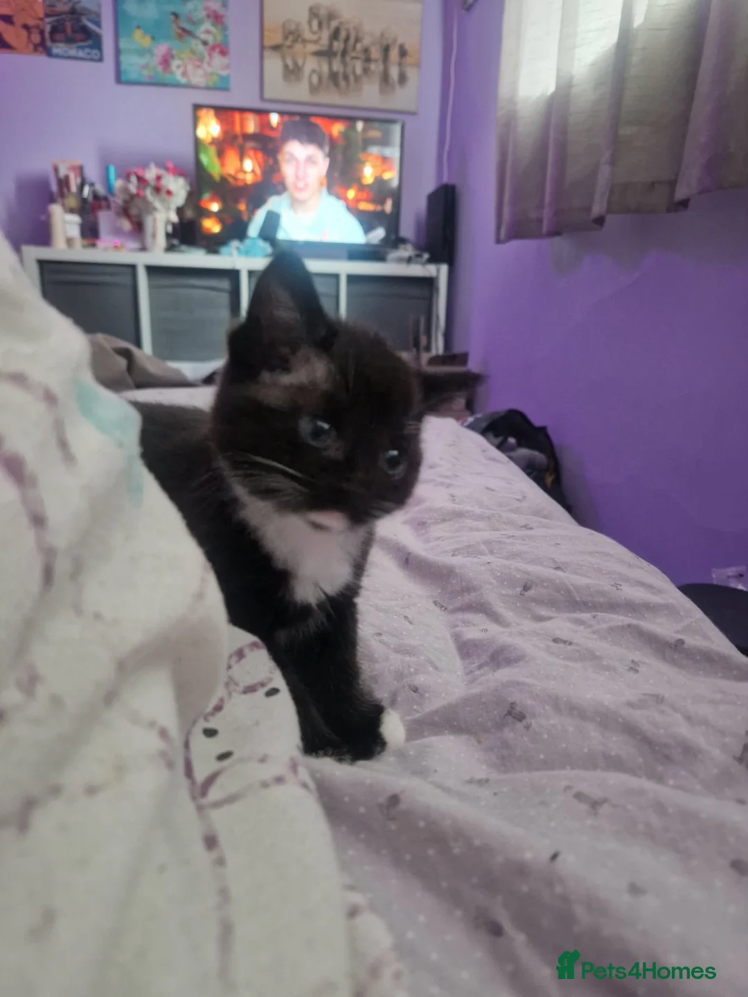 Mixed Breed cats for sale: 2 lovely kittens for sale  in Southampton - Advert 8