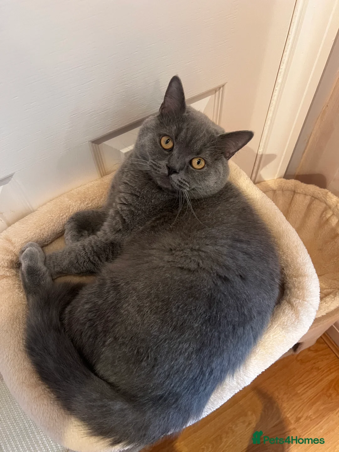 British Shorthair cats for sale: British Short hair - 2 males, 6 months - Advert 7