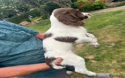 English Springer Spaniel dogs for sale: FTCH x FTAW Springer spaniel - Image 9