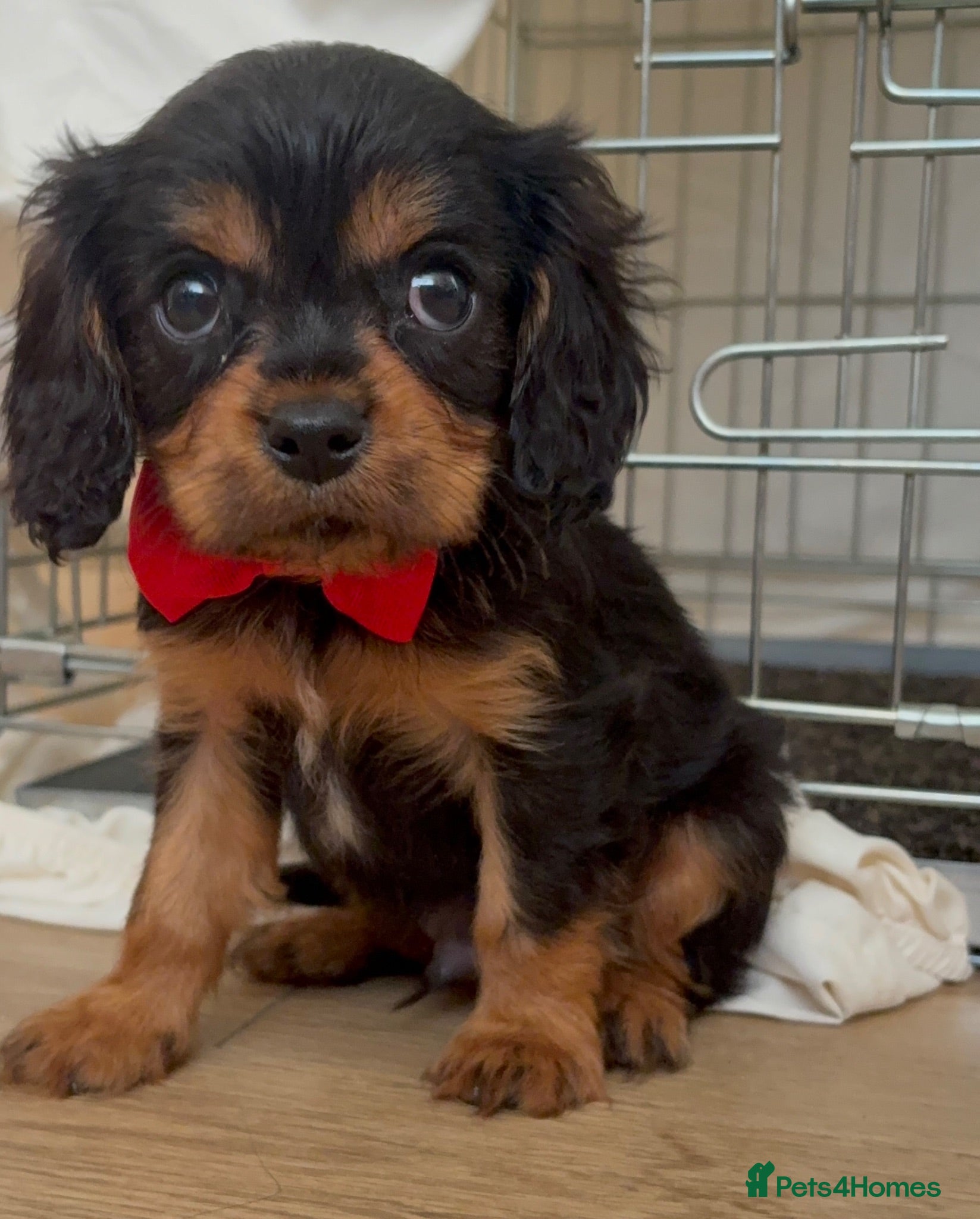 Cavalier King Charles Spaniel dogs Beautiful Cavalier King Charles puppies - Advert 12