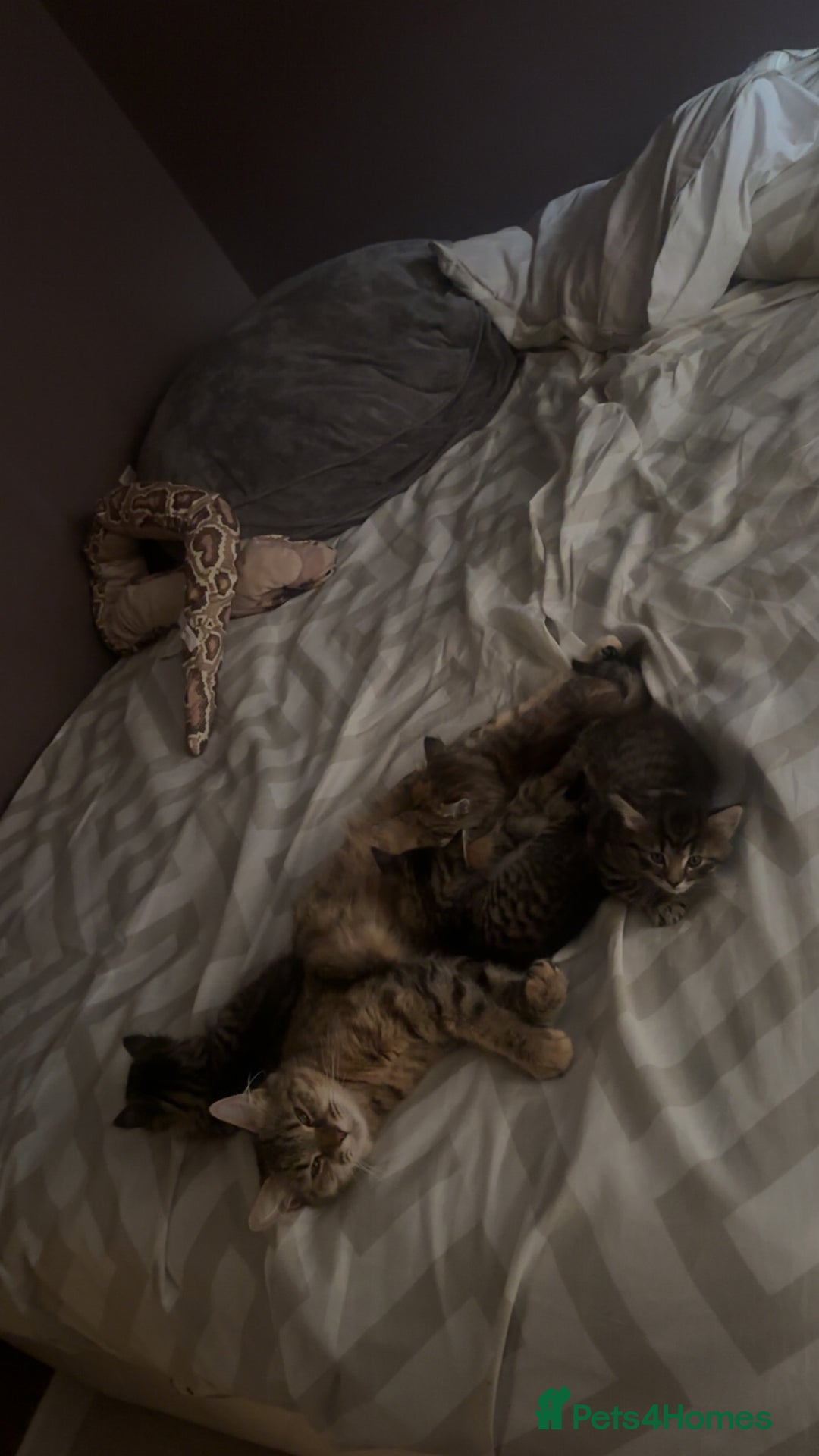 Mixed Breed cats for sale: Kittens  - Image 5