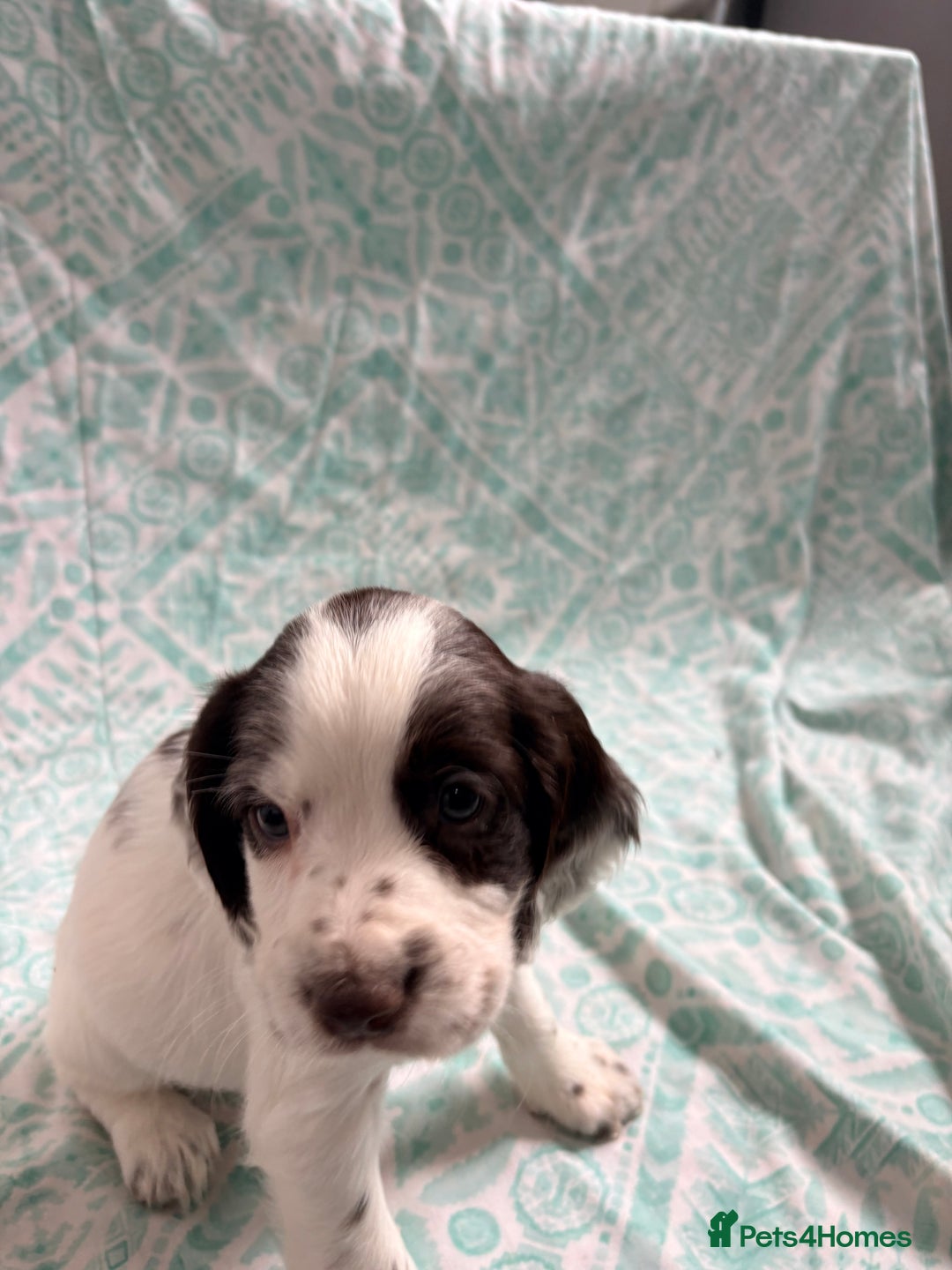 Cocker Spaniel dogs for sale: 2 cocker spaniel puppies for Sale - Advert 7