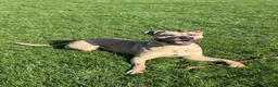 Mixed Breed dogs for sale: Female Mix Breed Mastiff  - Advert 5