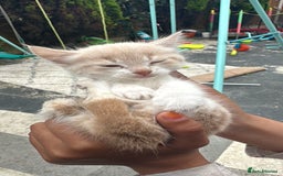 Russian Blue cats for sale: Cats for sale - Image 2