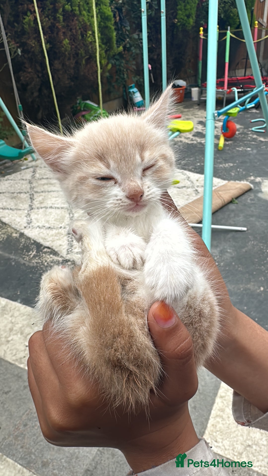Russian Blue cats for sale: Cats for sale - Image 2