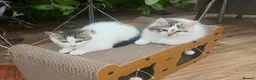 Domestic Shorthair cats for sale: 3 Playfull Fluffy kittens  - Advert 4