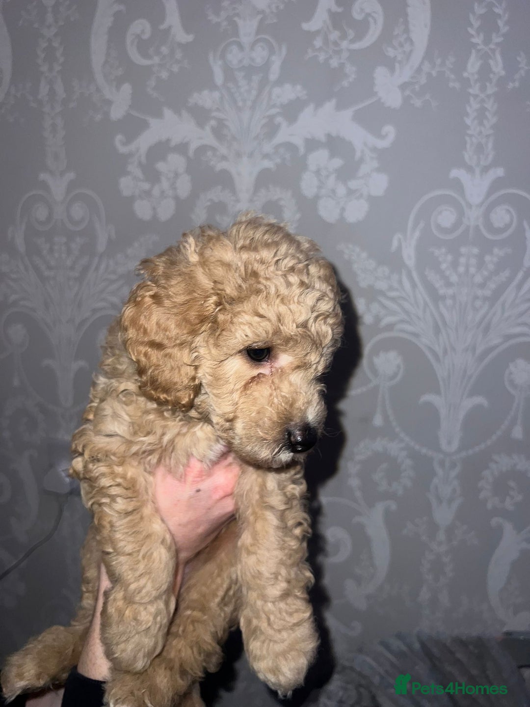 Miniature Poodle dogs for sale: Beautiful Miniature Poodle Puppies   - Advert 12
