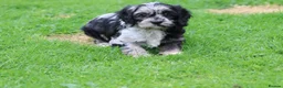 Cavapoo dogs for sale: Beautiful Cavapoo puppies for sale - Advert 16
