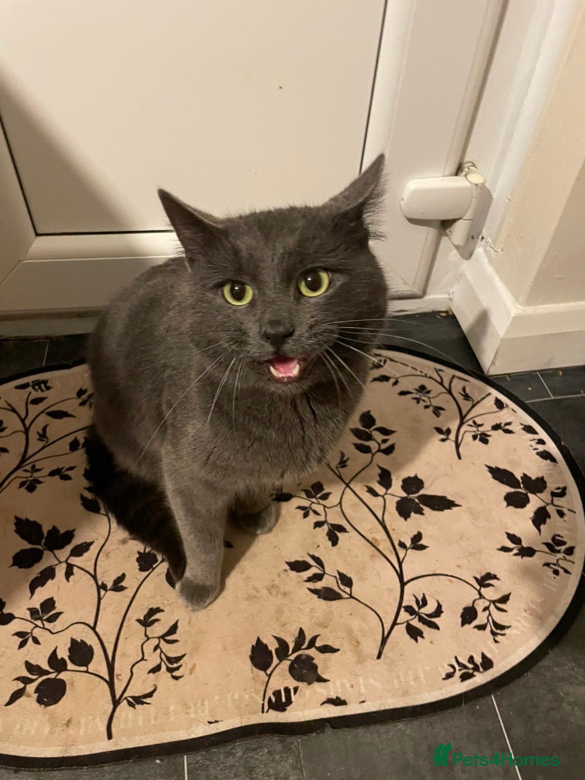 Mixed Breed cats Russian Blue mix boy - Advert 1