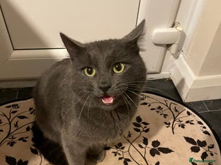 Mixed Breed cats Russian Blue mix boy - Advert 1