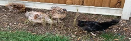 Chickens poultry for sale: FRAZZLE .X. SILKIE CHICKS - Advert 2