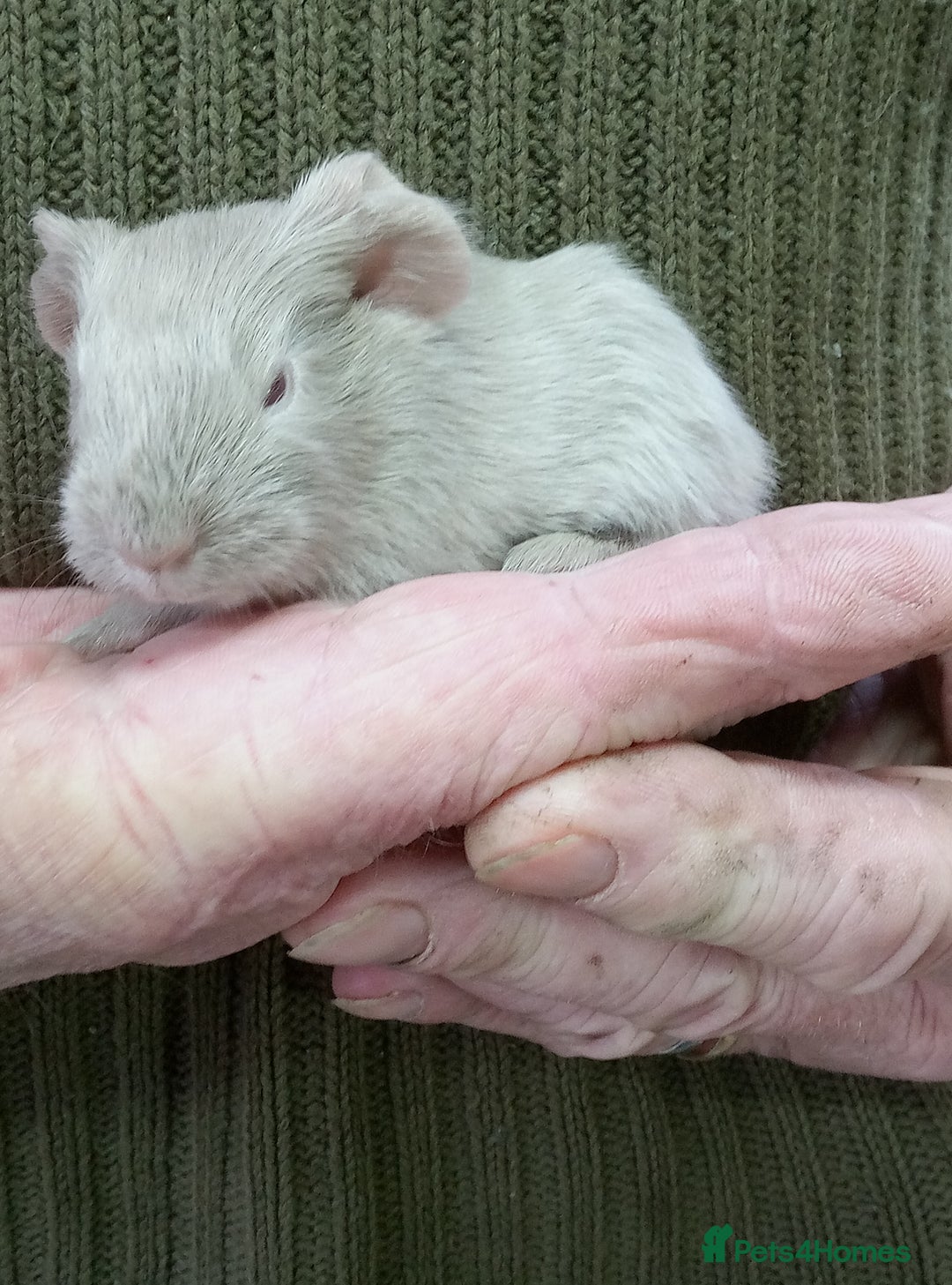 Guinea Pig rodents for sale: Long coated Sheltie male babies - Advert 7