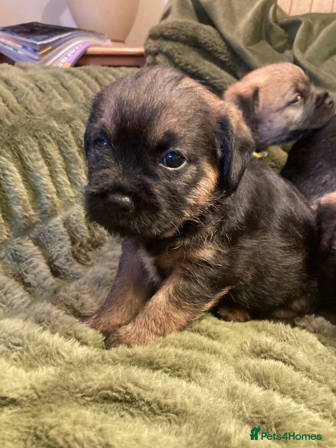 Border Terrier dogs for sale: Quality Border Terrier Puppies - Advert 9