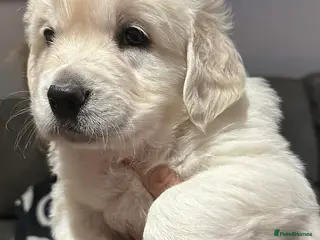 Golden Retriever dogs Quality Bred Golden Retriever Puppies - Advert 11