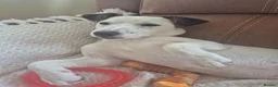 Jack Russell dogs for sale: Jack russell male called jax - Advert 3