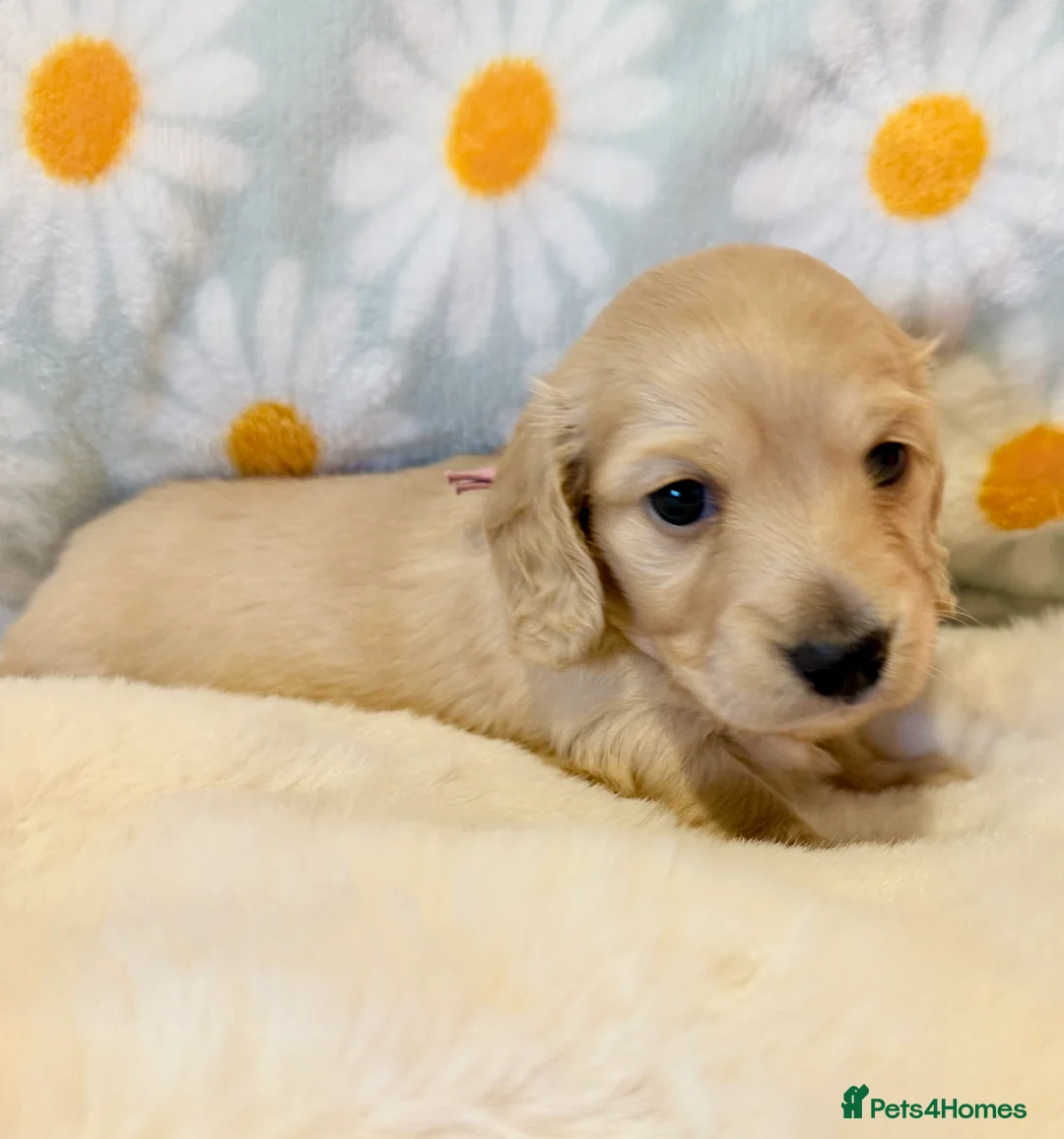 Miniature Dachshund dogs for sale: Beautiful miniature long haired cream dachshunds  - Advert 14
