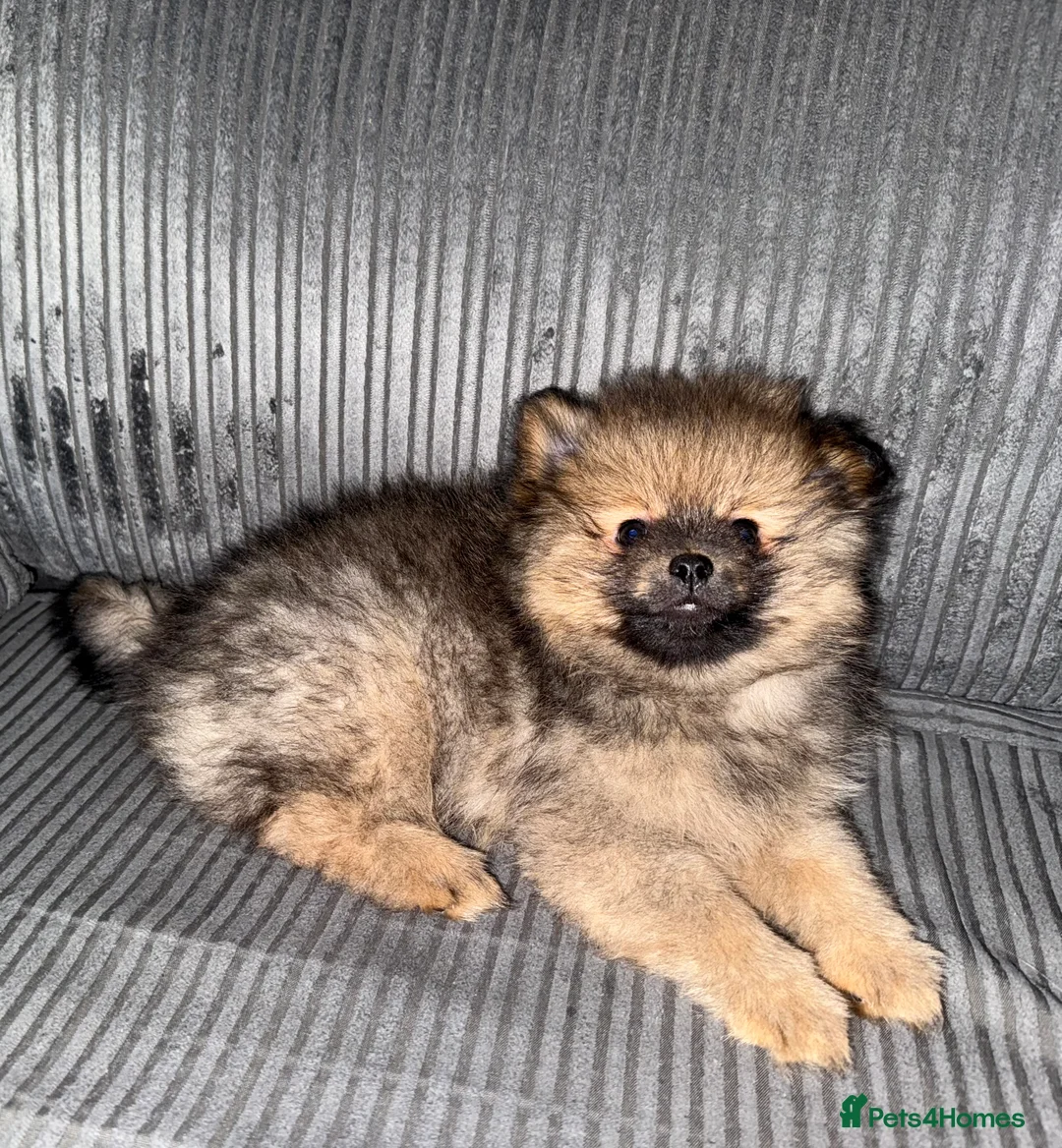 Pomeranian dogs for sale: Fully Vaccinated Orange Sable Boy Pomeranian 💙 - Advert 17
