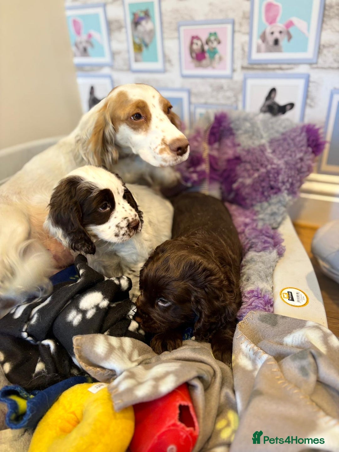 Cocker Spaniel dogs for sale: One liver and white male available  - Image 3