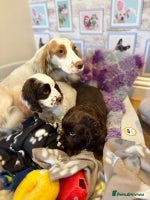 Cocker Spaniel dogs - Advert 2