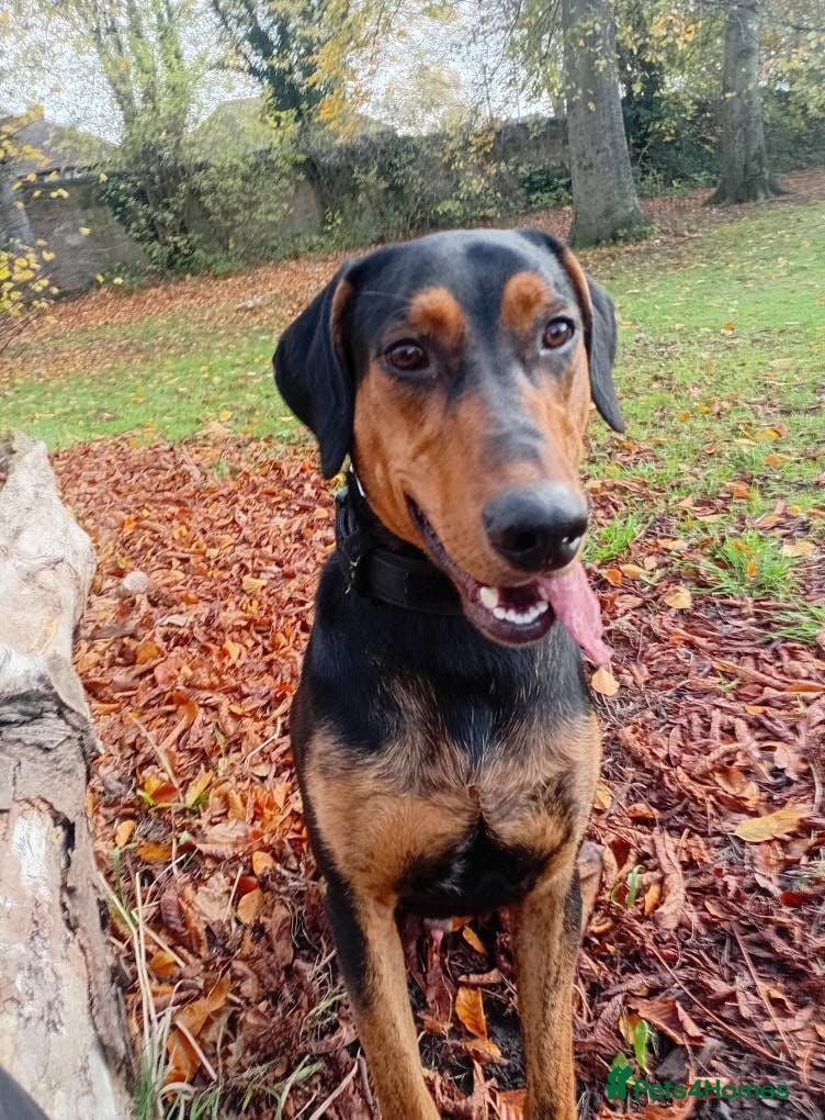 Mixed Breed dogs Doberman cross labrador - Advert 3