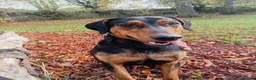 Mixed Breed dogs for sale: Doberman cross labrador in Rotherham - Advert 1