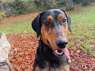 Mixed Breed dogs Doberman cross labrador - Advert 1